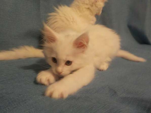 Шикарный белоснежный котик мейн-кун в Москве фото 6