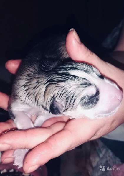 Продаются щенки Сибирской Хаски в Тюмени фото 18