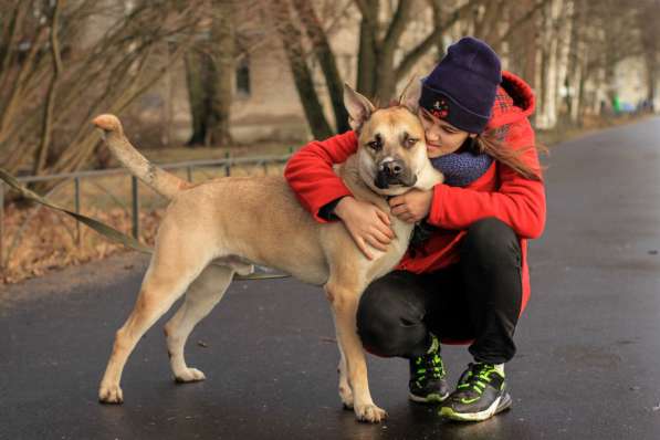 Крупный, молодой и сильный пёс с харизмой в Санкт-Петербурге фото 11