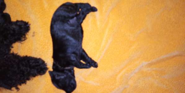 Щенки в Ижевске фото 8