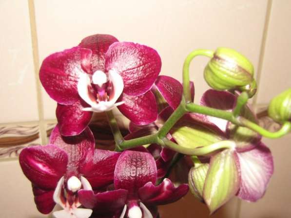 Продам орхидеи цветущие и не цветущие в фото 15