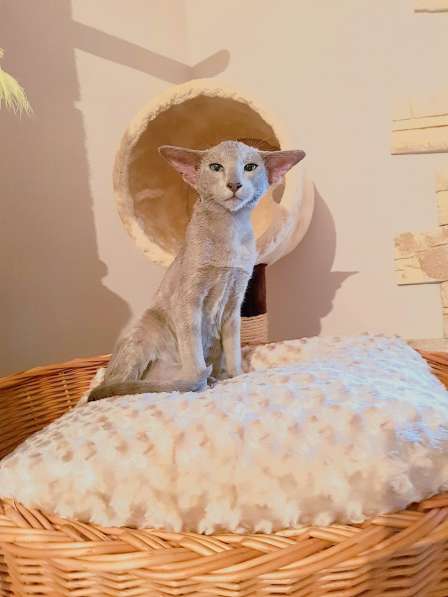 Ориентальная девочка