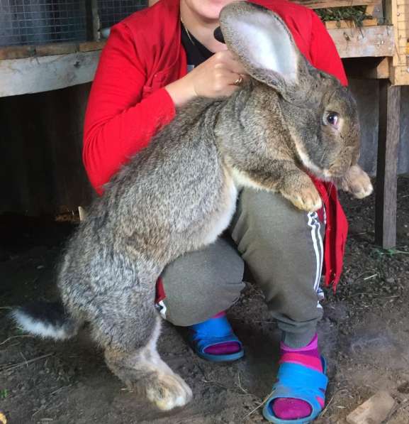 Кролики Гиганты Немецкий, Бельгийский Великан в Брянске фото 9