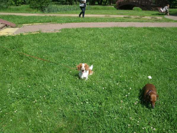 Выбор щенка в Москве фото 8