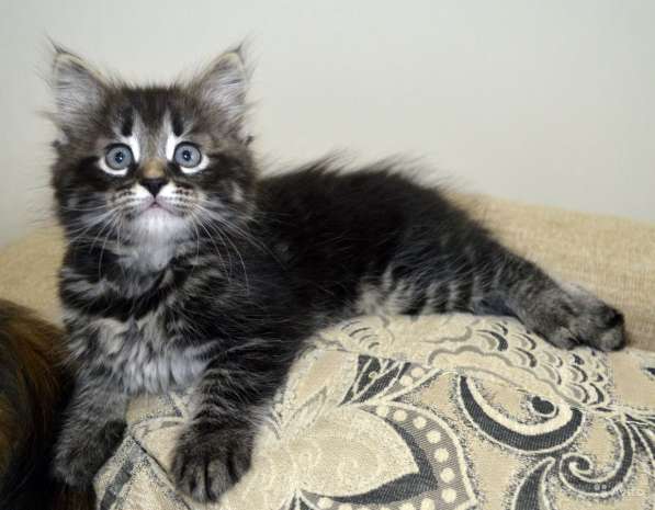 Сибирские в Москве фото 4