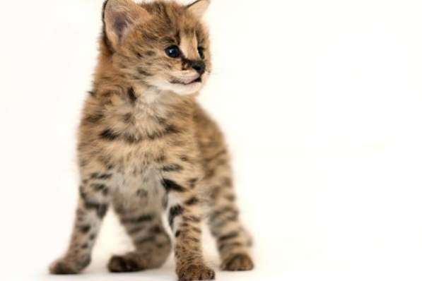 Сервал степной