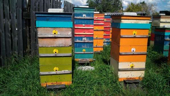 Мёд Зауральский 100% пчелиный 1кг. подвоз с пасеки в Курган в Кургане фото 3