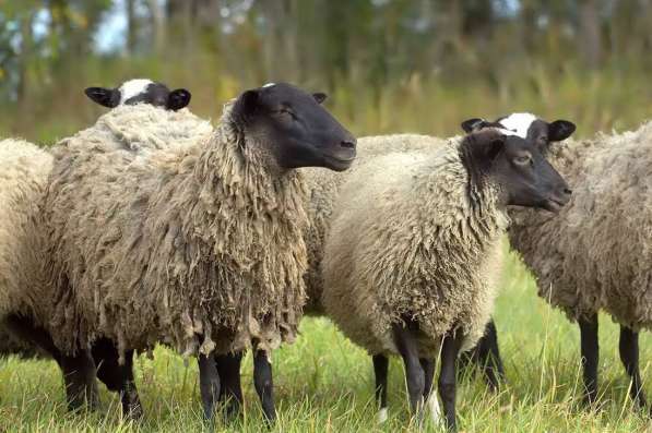 Племенные овцы породы Романовская (Скот из Европы) в Красноярске фото 9