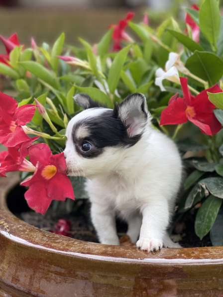 Chihuahua puppy boy в фото 7