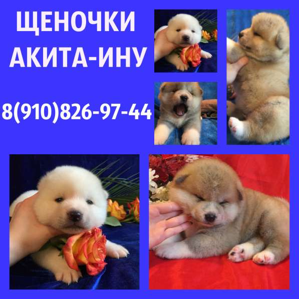 Потрясающие щеночки АКИТА-ИНУ в Рыбинске