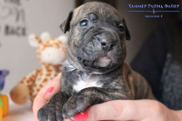 Щенки Американского Пит-бультерьера в фото 18