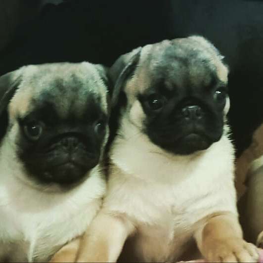 Щенки мопса в Калининграде фото 6