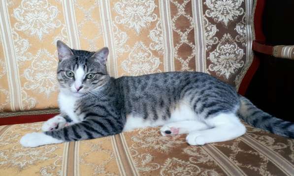 Молодой зеленоглазый котик Семён ищет дом в Москве фото 4