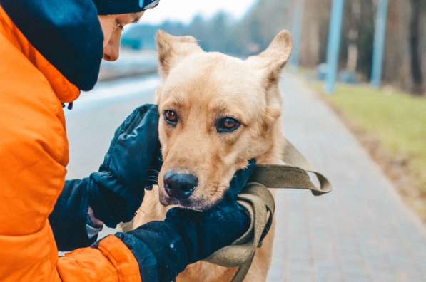 Нежный пес с золотой шерстью ищет дом в Санкт-Петербурге
