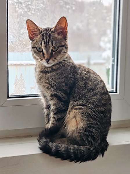Красавец Вуди, добрейший полосатый котенок в добрые руки в Москве фото 7
