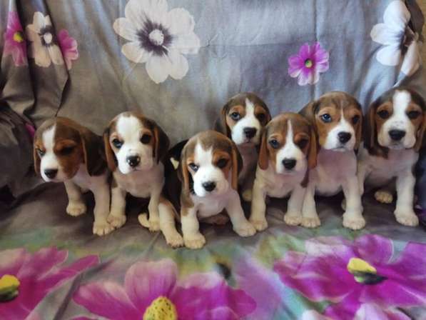 Щенки бигля с родословной. Питомник. Рассрочка в фото 10