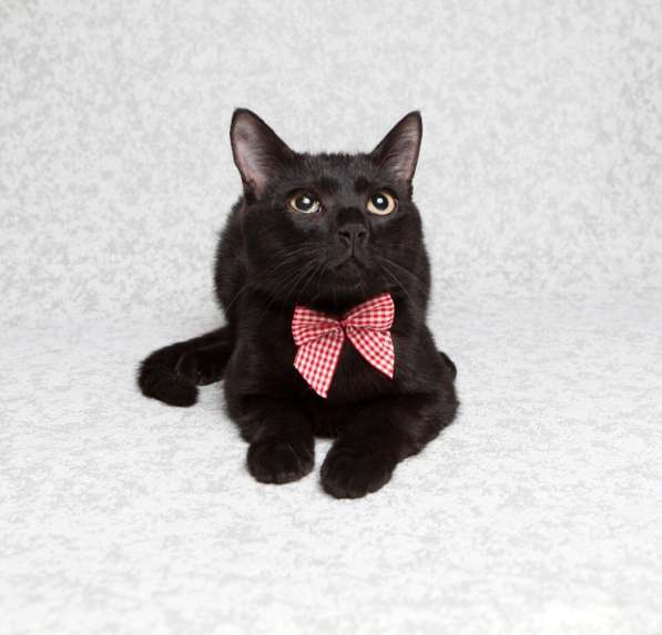 Котенок чертенок ищет дом в Москве фото 4