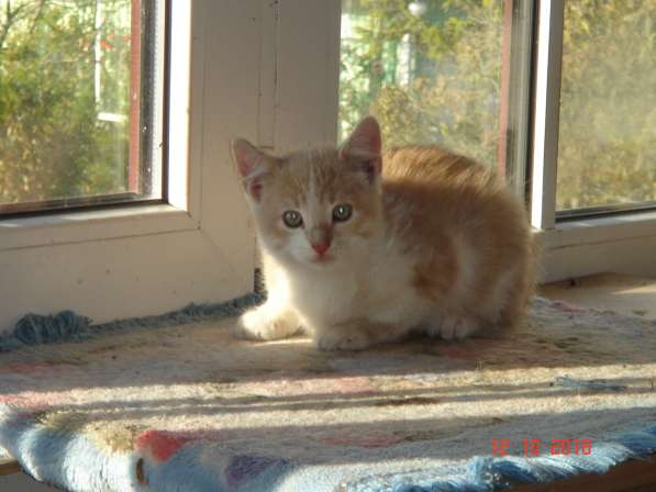 Отдам котят в хорошие руки в фото 6