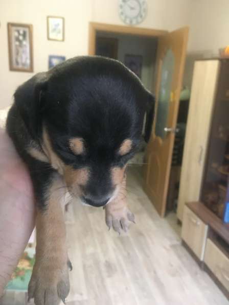 Той терьер русский