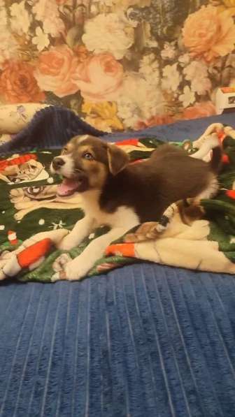 Маленький харизматичный щенок ищет самые добрые ручки! в Москве