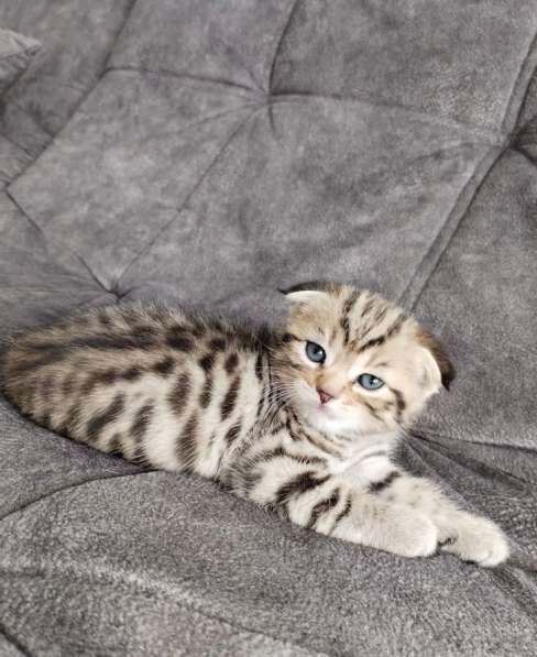 Котята в Мытищи