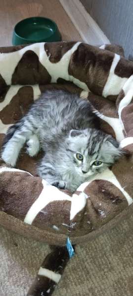 Продам шотландских котят в Красноярске фото 6