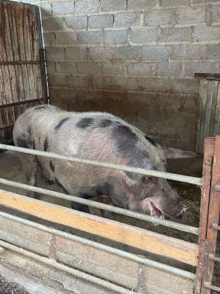 Хряк на племя в Ставрополе