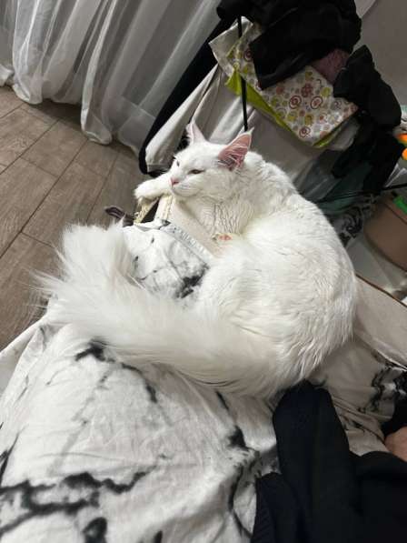 Мэйнкун в Москве фото 4