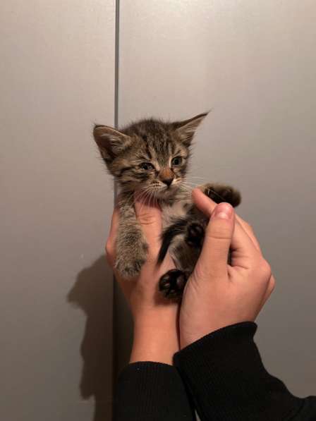 Котята в Воронеже фото 3