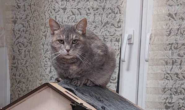 Красивая кошка Конфетка в добрые руки в Москве фото 3