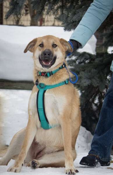 Чудесная Барабулька ищет дом и любящую семью! в Москве фото 4