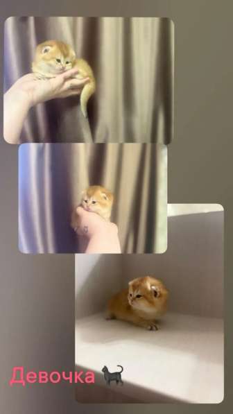 Котята шиншилы в Михайловке фото 3