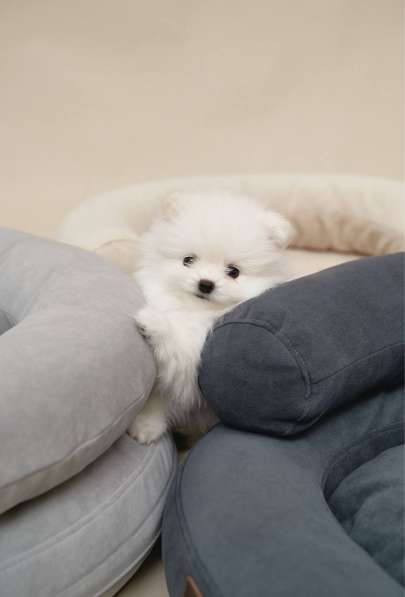 Щенки померанского шпица в Москве фото 7