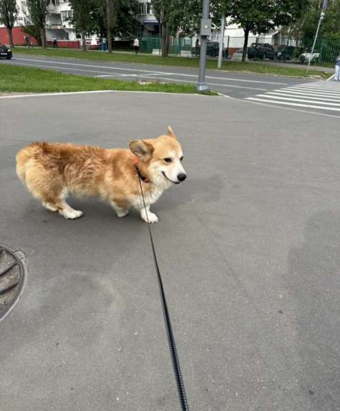 Кобель Вельш-корги пемброк