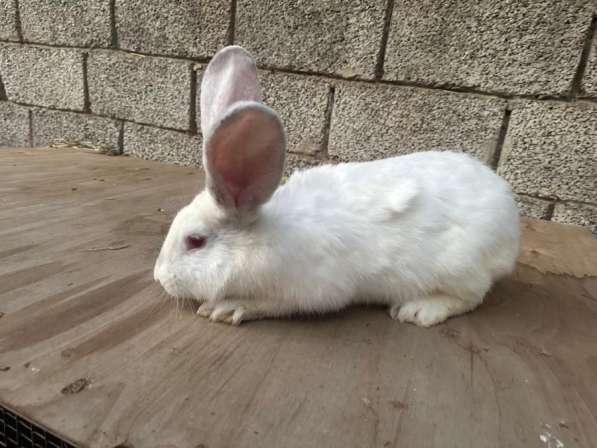 Кролики СОВЕТСКАЯ ШИНШИЛА в Хасавюрте фото 9