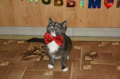 Отдам даром Котик Марсель в Санкт-Петербурге фото 3