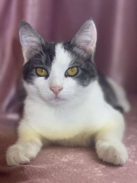 Замечательный котенок Лунтик ищет дом! в Москве фото 7