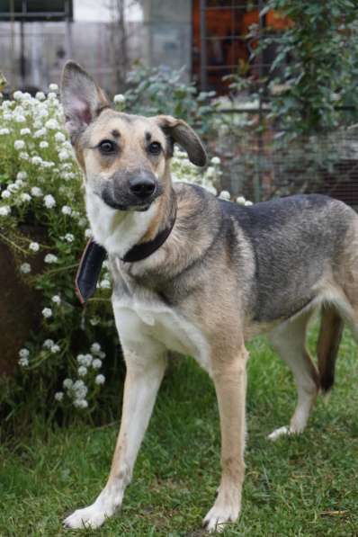 Ласковая собачка Ласка в добрые руки в Москве фото 5