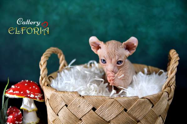 Котята Sphynx, Elf, DWELF в фото 4