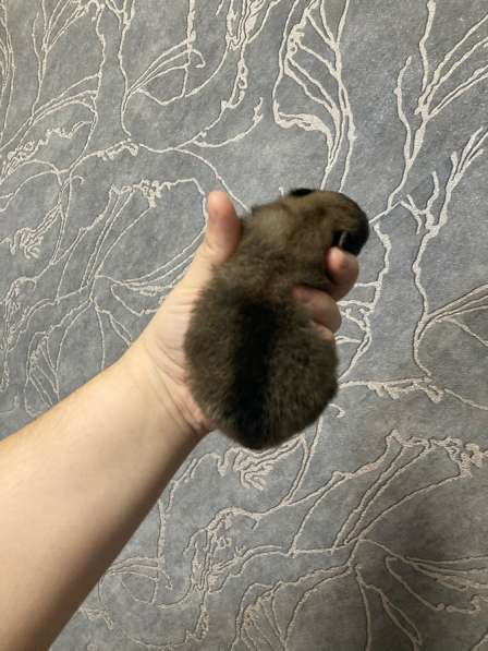 Продам щенков шпица в Иванове фото 9