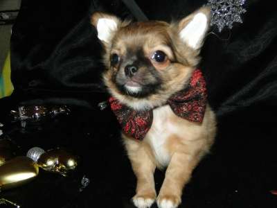 чишки-малыши и малышки