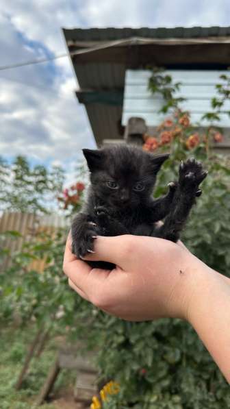 Отдам в добрые руки в Азове фото 3