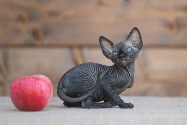 Стиль и нежность- Эльф, бамбино или сфинкс в Волгограде фото 8