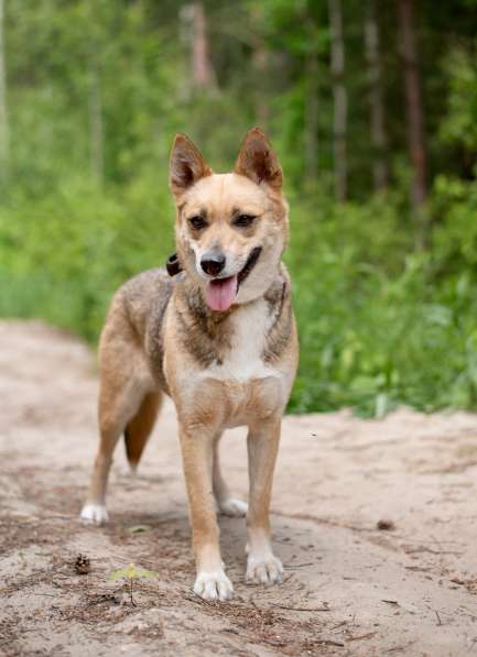Бетти — та самая, Ваша идеальная собака в Москве фото 5