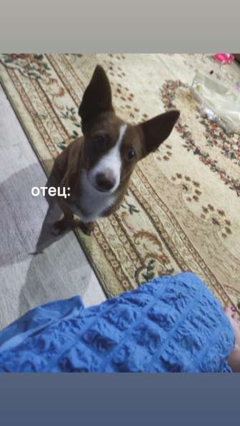 Щенки маленькой породы в Спасске-Дальнем фото 6