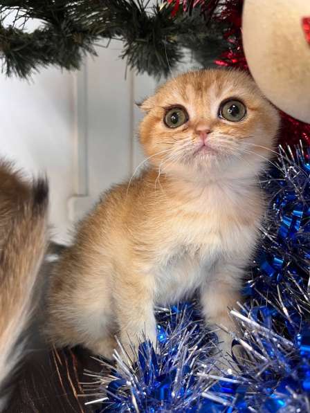 Шотландская золотая шиншила вислоухая в Новороссийске