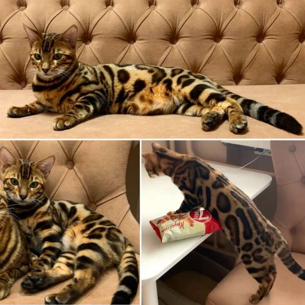 Бенгальские котята в Москве