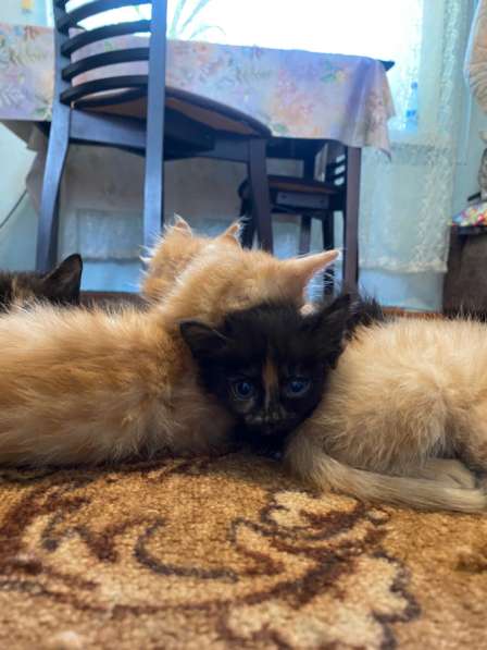 Отдам котят в добрый руки в Шелехове фото 3