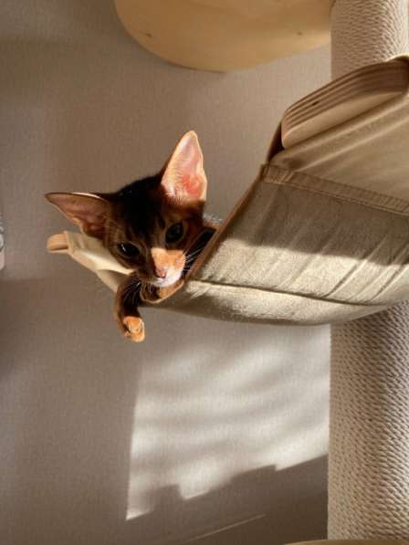 Девочка абиссинка из питомника с документами