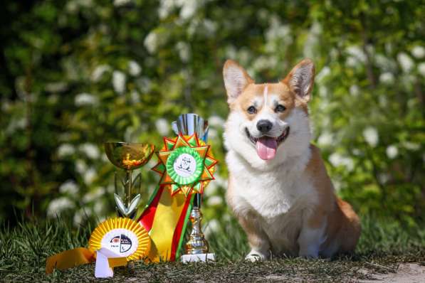 Щенки вельш корги пемброк в Санкт-Петербурге фото 6